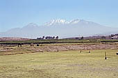 Arequipa, the Countryside (La Campia)